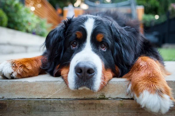 15 Things No One Tells You Before Getting a Dog