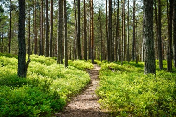 HIKING THE BALTIC TRAILS THROUGH FOREST & ALONG COASTLINE